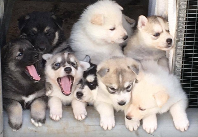 wolf puppies for sale gumtree